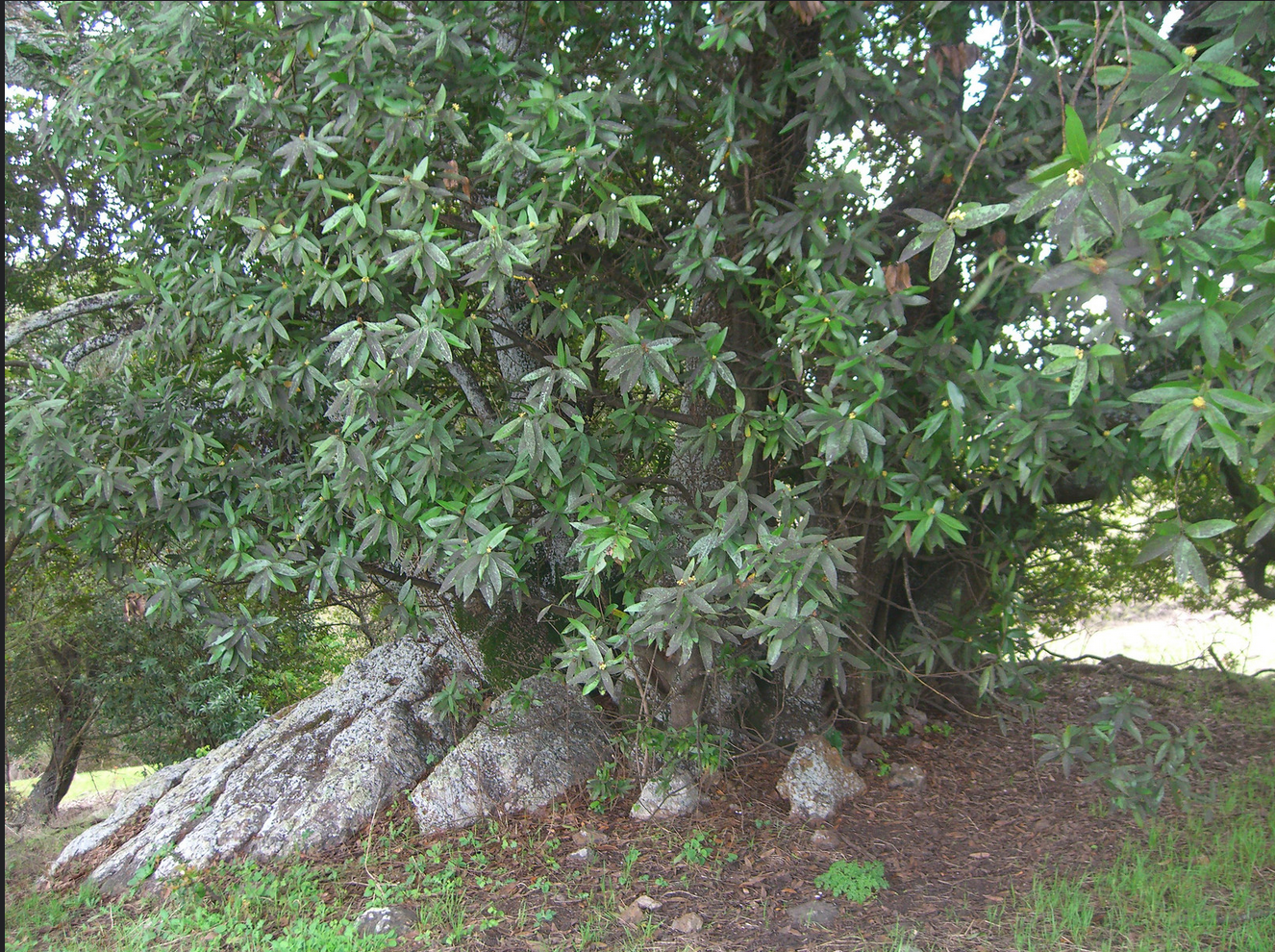 Screen Shot 2021-04-03 at 8.08.35 PM